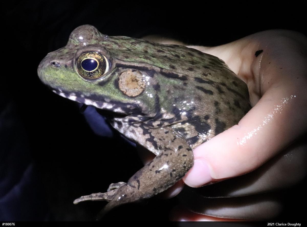 Green Frog