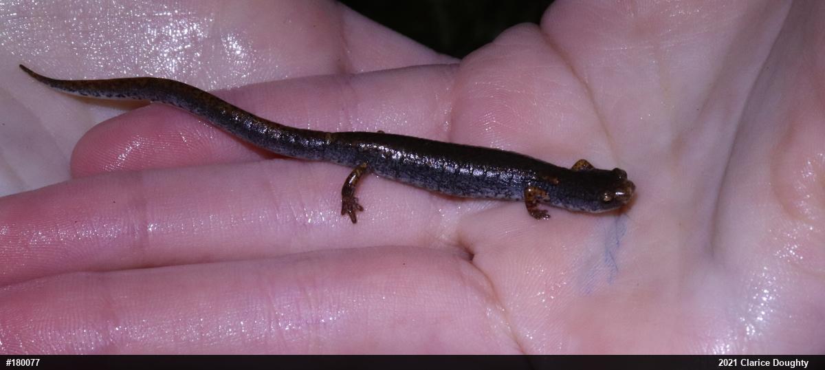 Four-toed Salamander