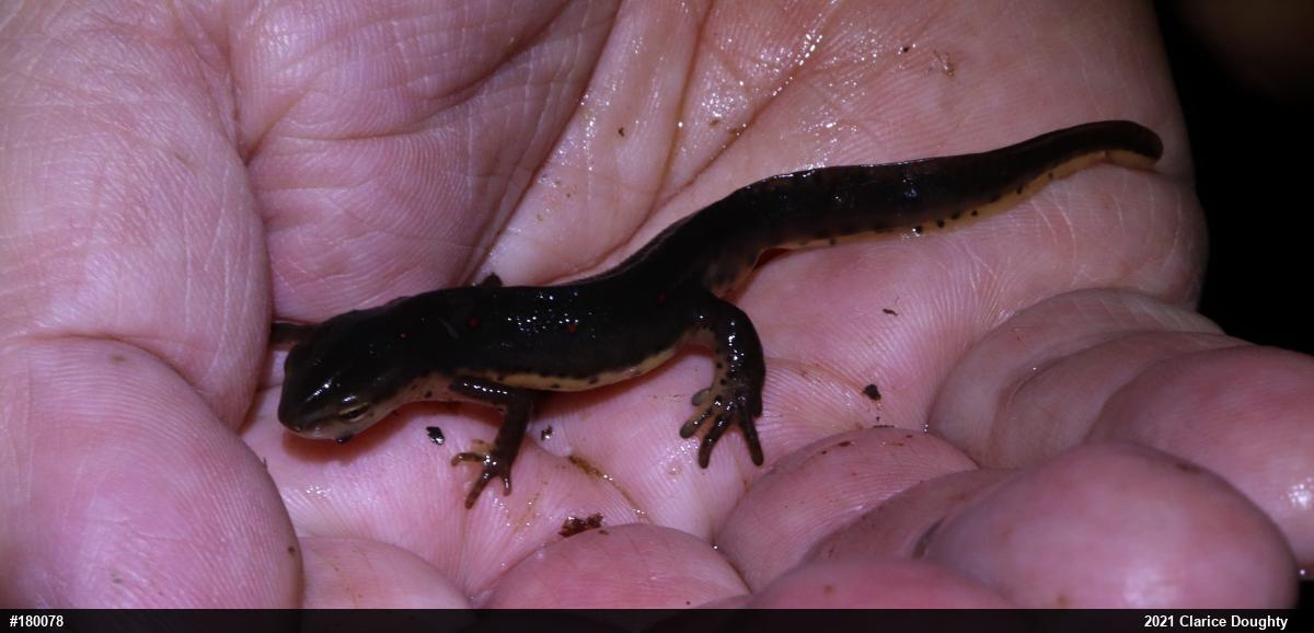 Red-spotted Newt