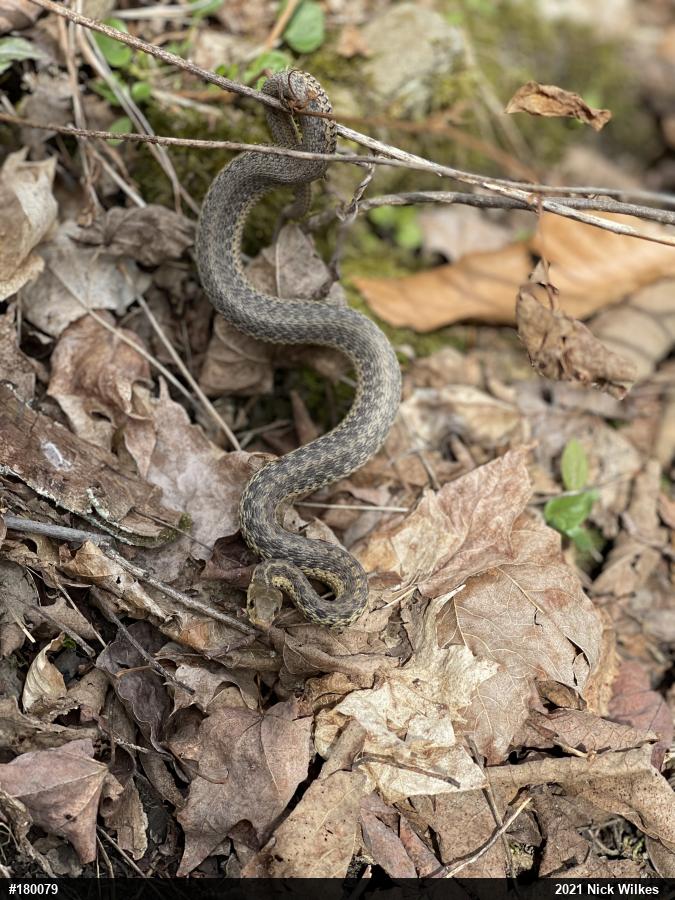 Eastern Gartersnake
