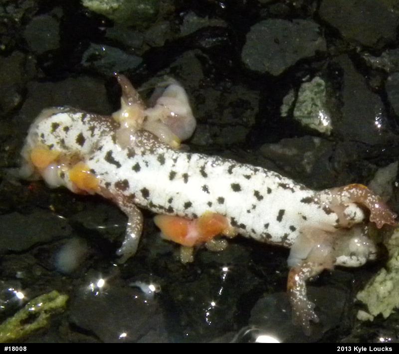 Four-toed Salamander