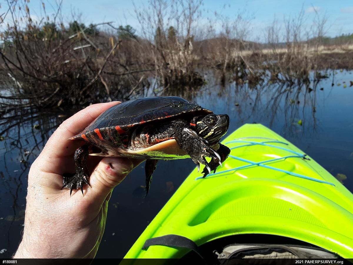 Painted Turtle