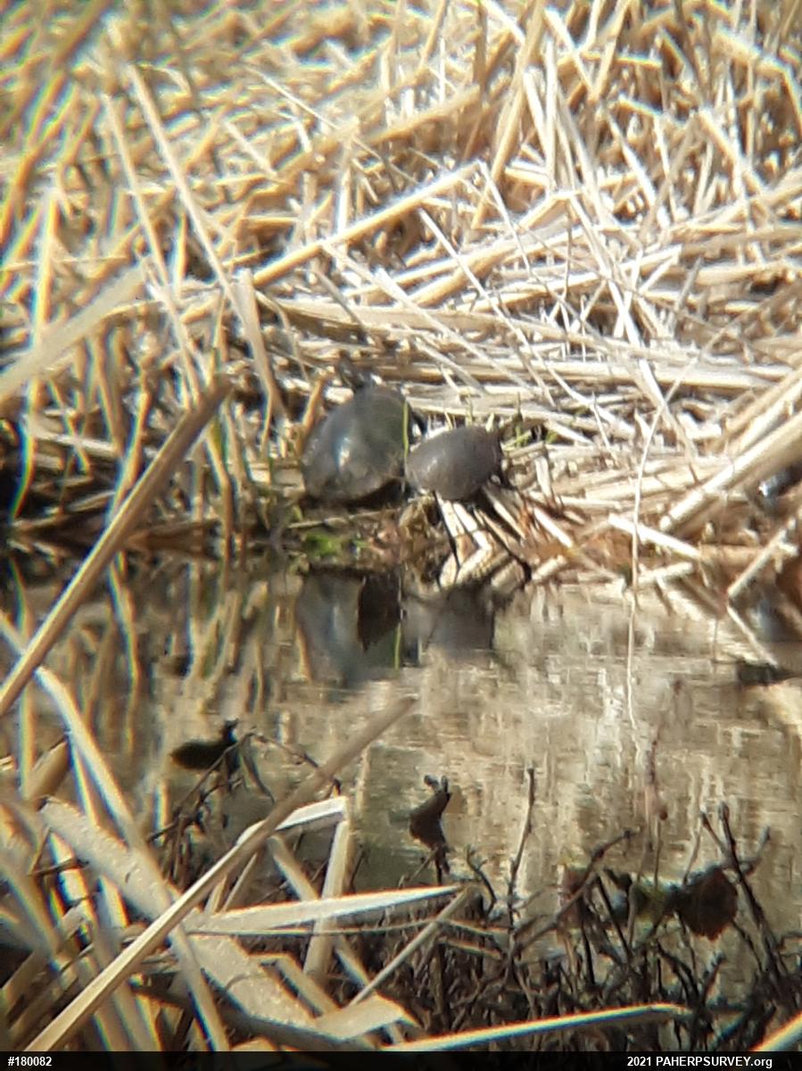 Painted Turtle
