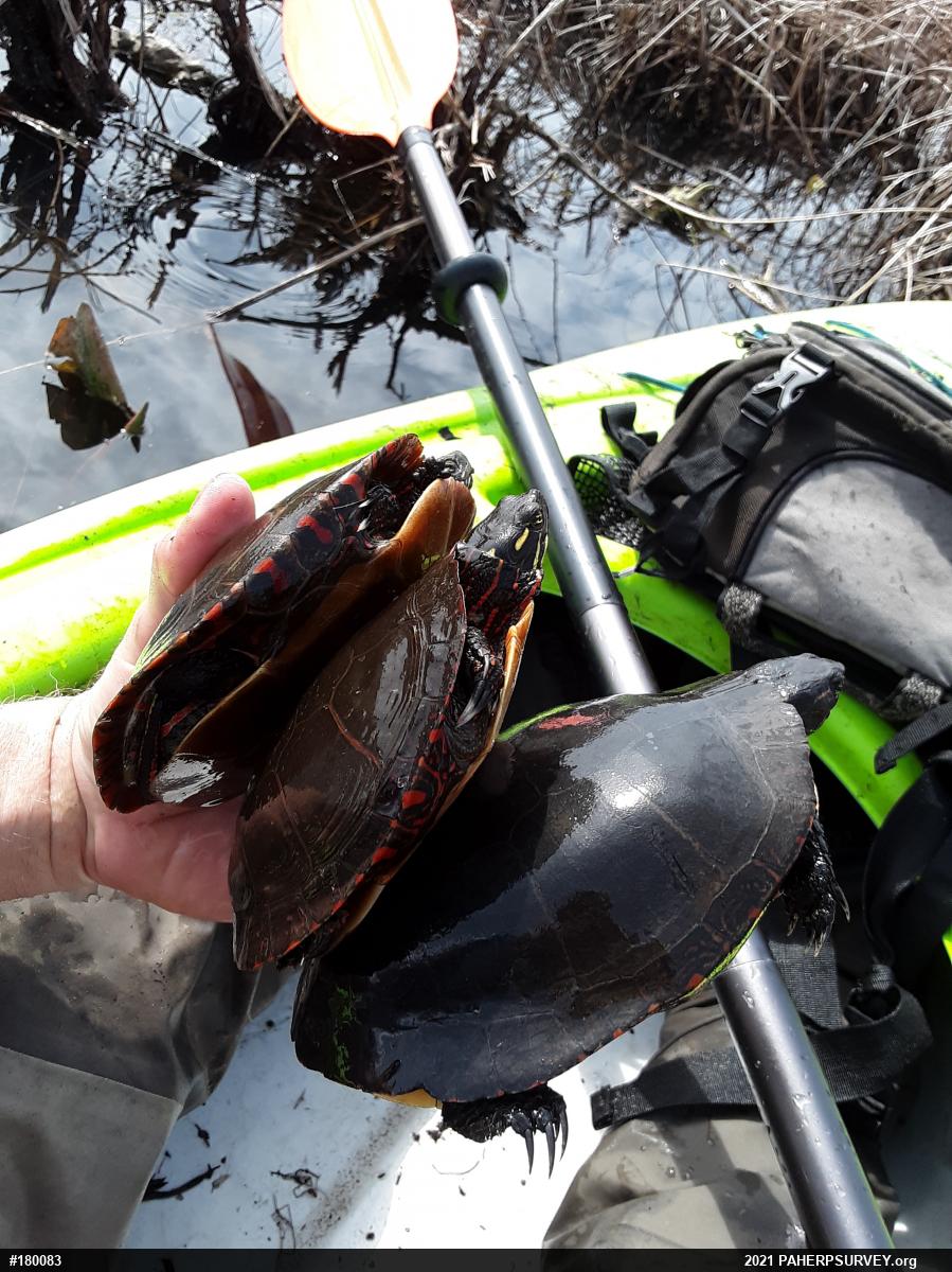 Midland Painted Turtle