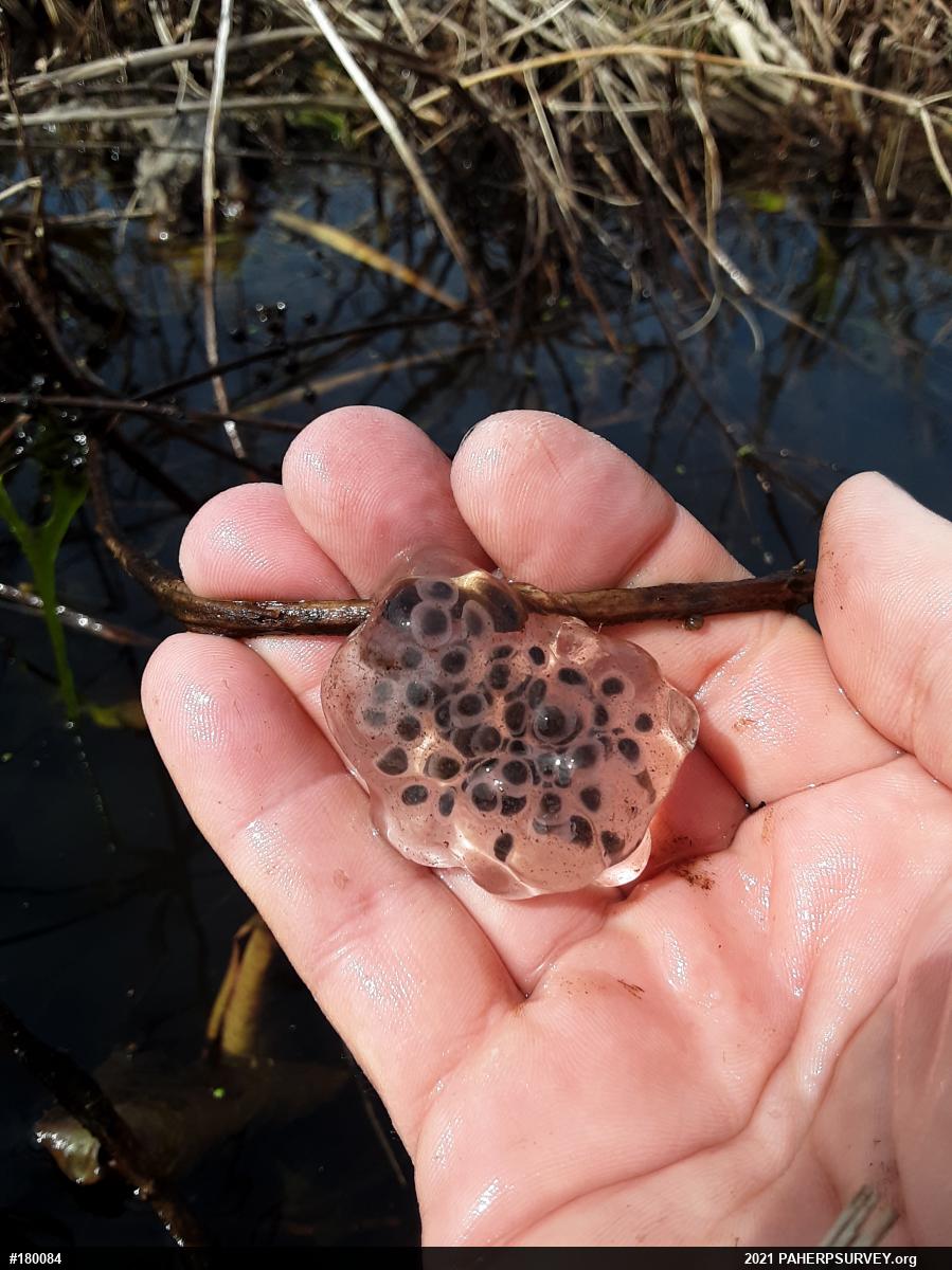 Spotted Salamander