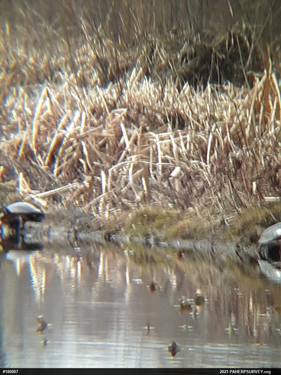 Midland Painted Turtle