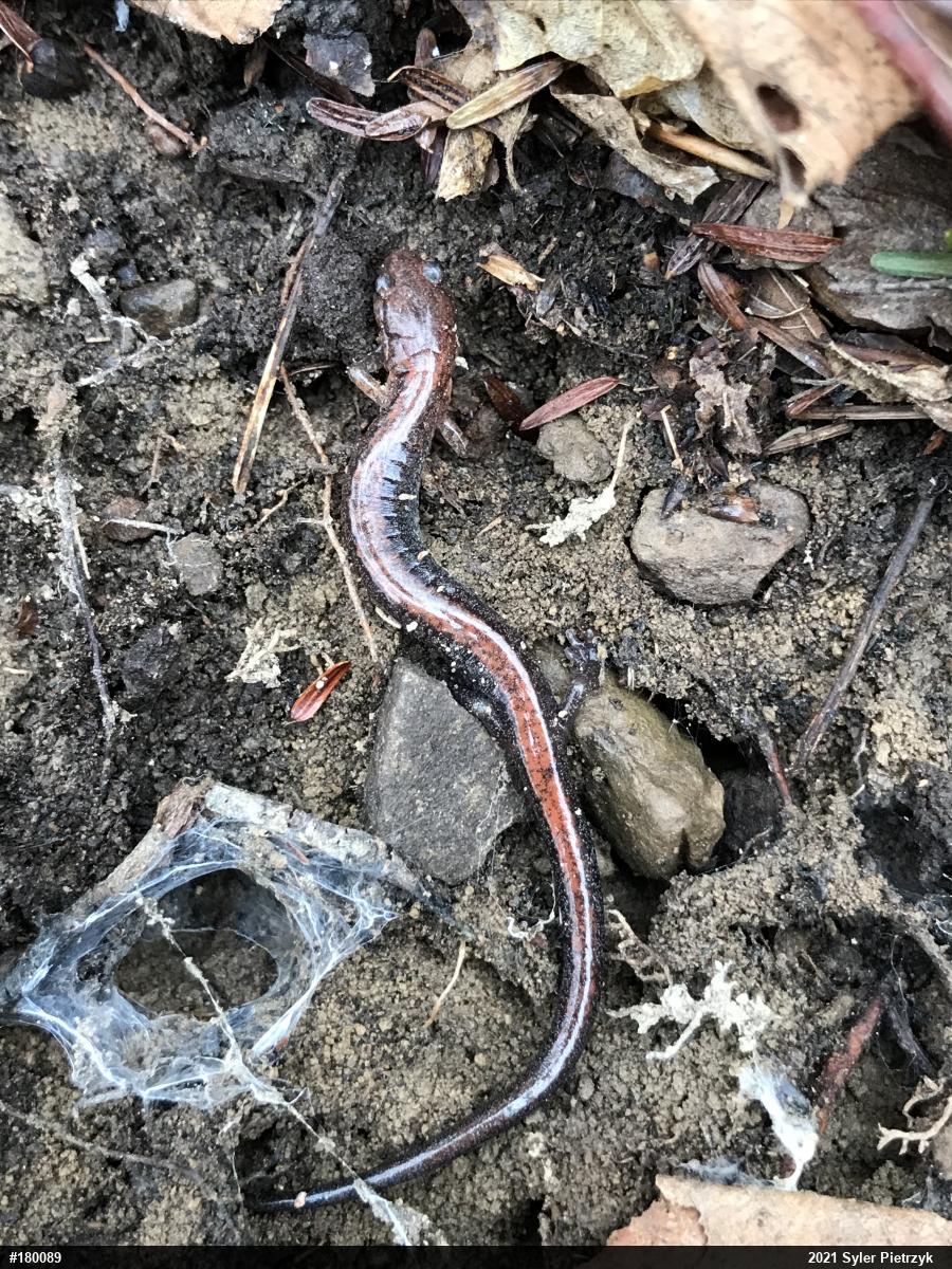 Eastern Red-backed  Salamander