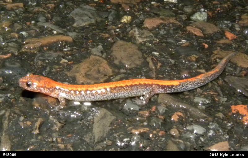 Eastern Red-backed  Salamander
