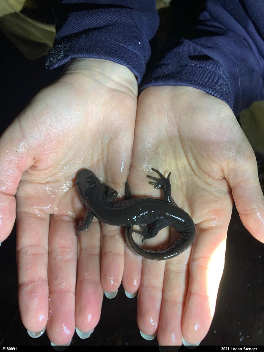 Jefferson Salamander