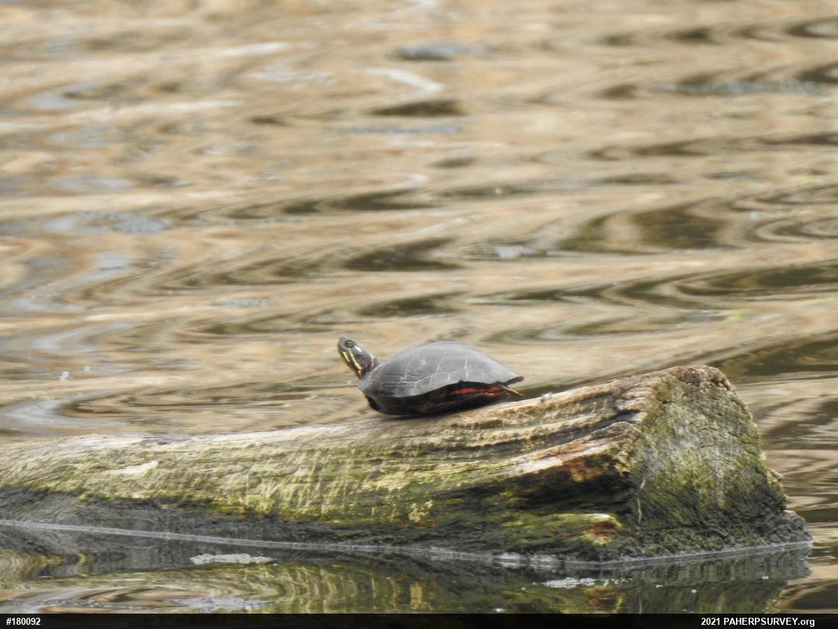 Painted Turtle
