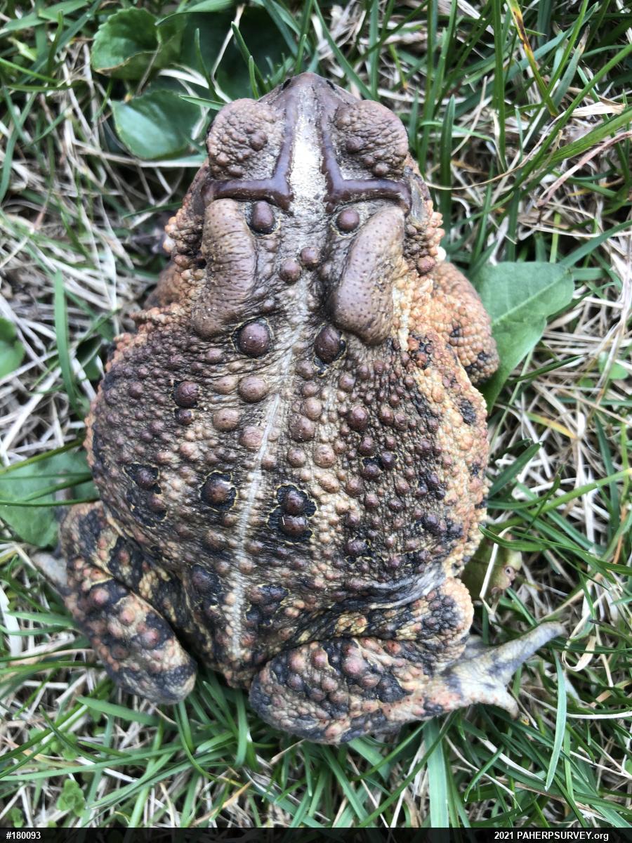 Eastern American Toad