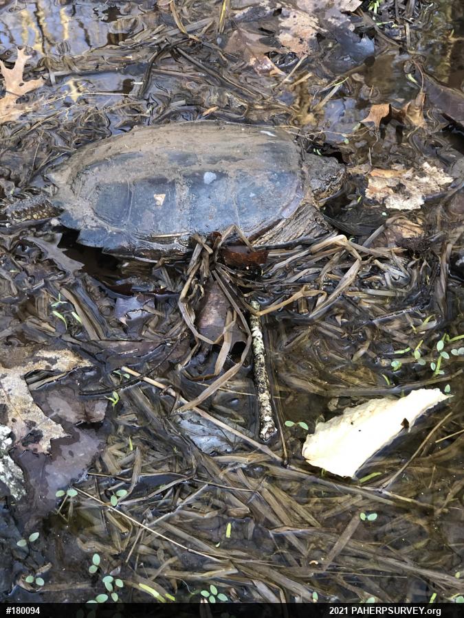 Snapping Turtle
