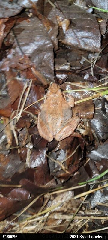 Wood Frog