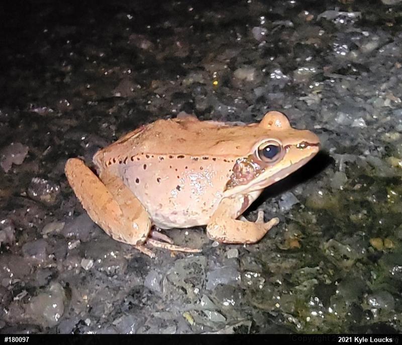 Wood Frog