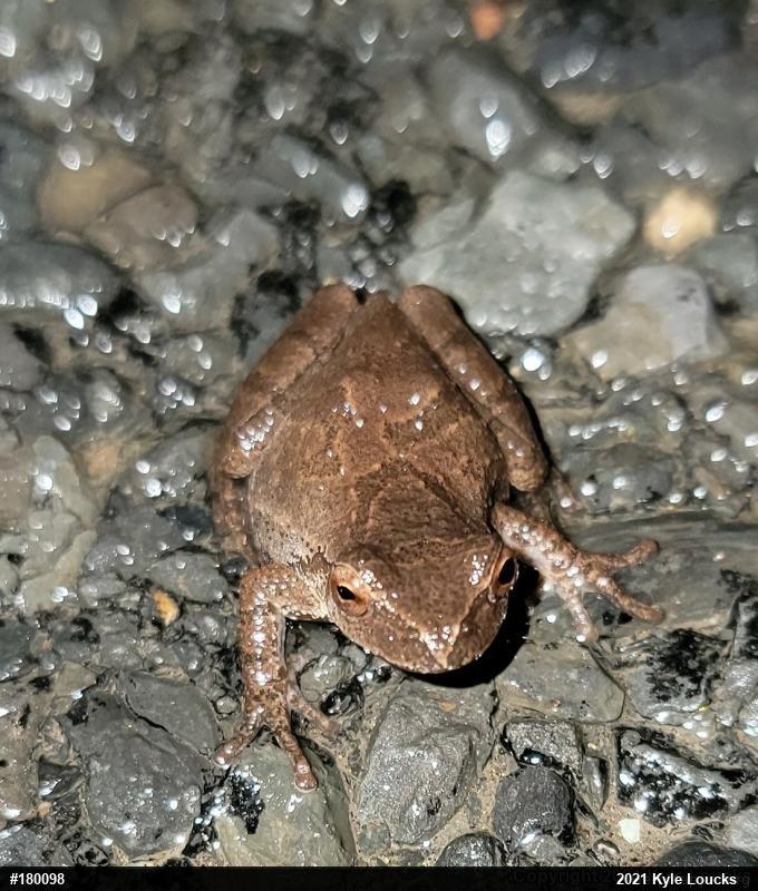 Spring Peeper