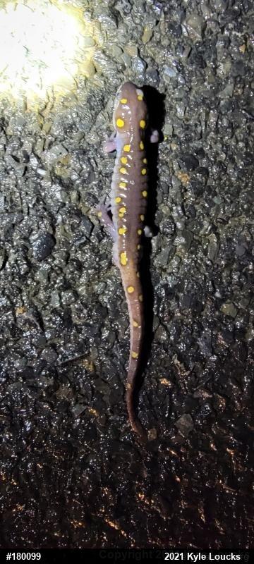 Spotted Salamander