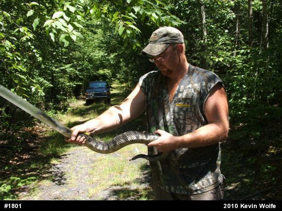 Timber Rattlesnake