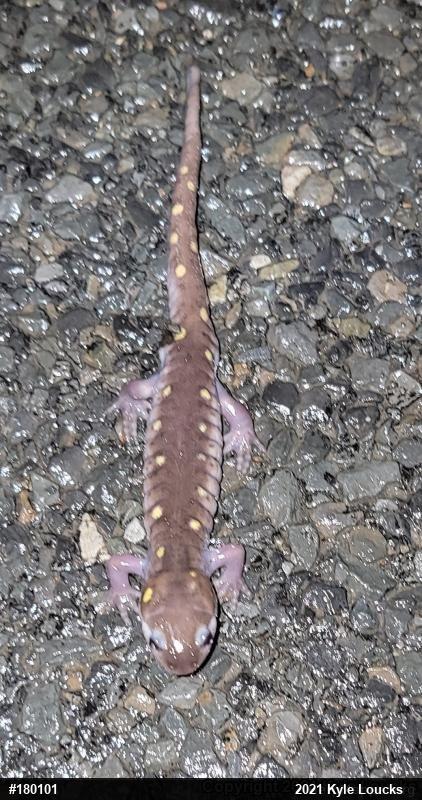 Spotted Salamander