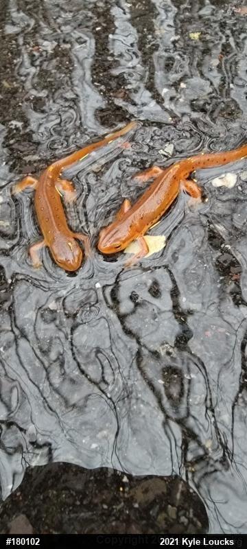 Red-spotted Newt