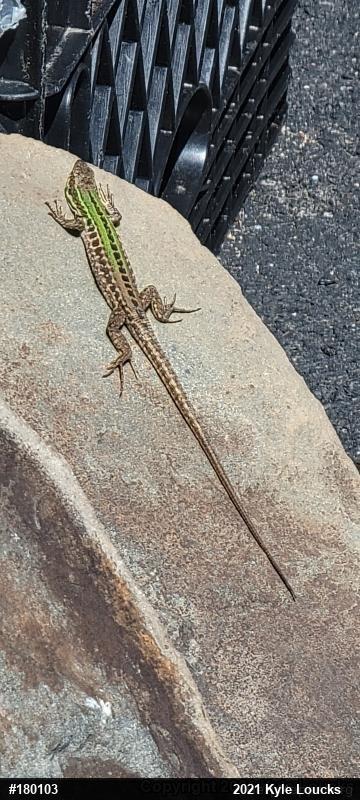 Italian Wall Lizard