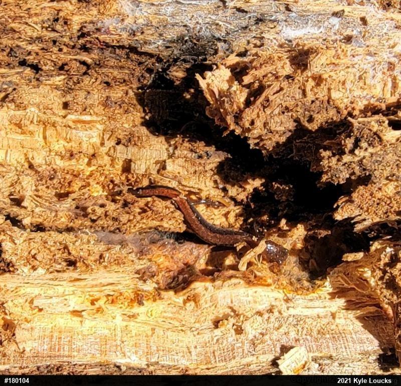 Eastern Red-backed  Salamander