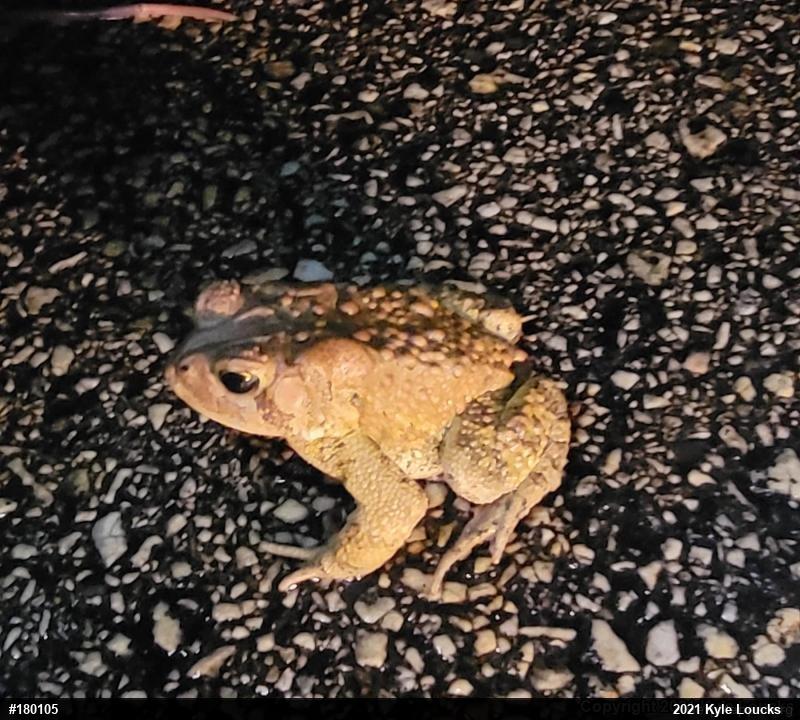 Eastern American Toad