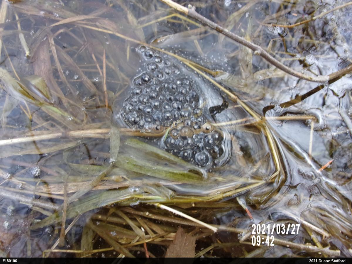 Wood Frog