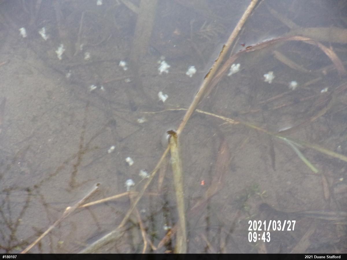 Mole Salamanders