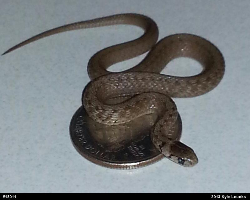 Dekay's Brownsnake