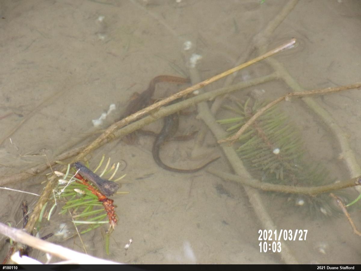 Red-spotted Newt