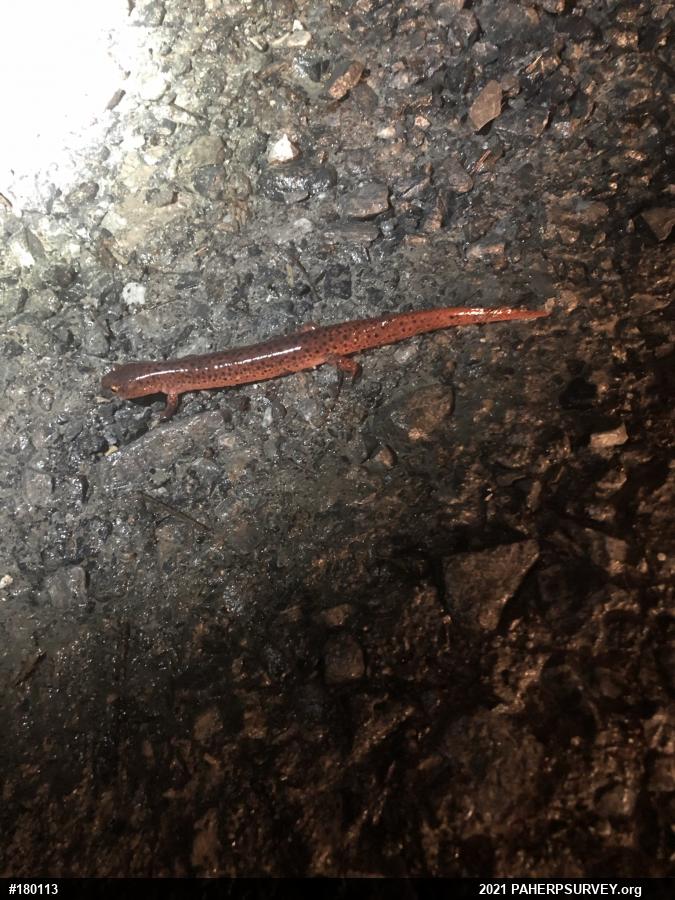 Northern Red Salamander