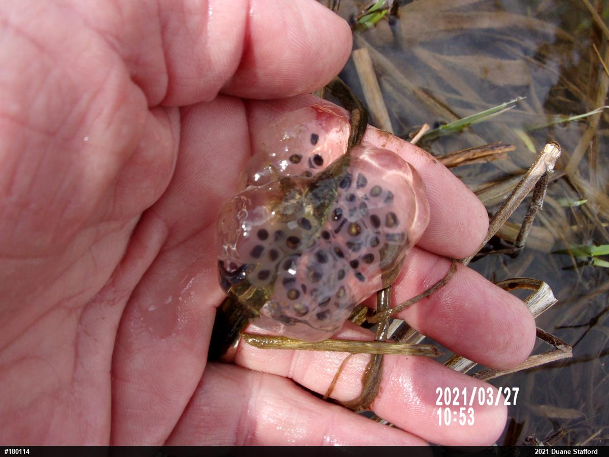 Spotted Salamander