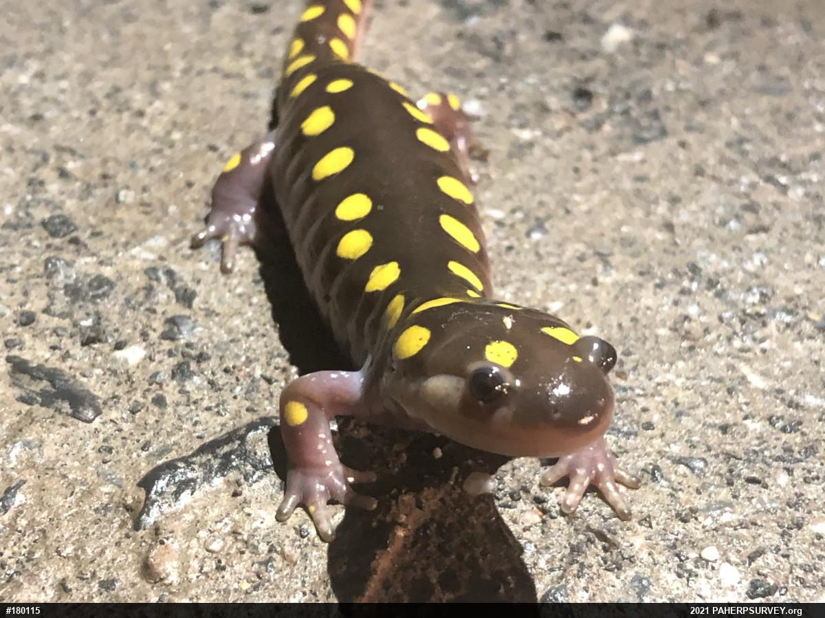 Spotted Salamander