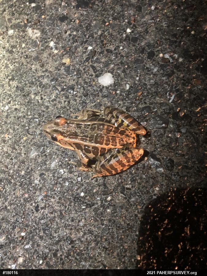 Pickerel Frog