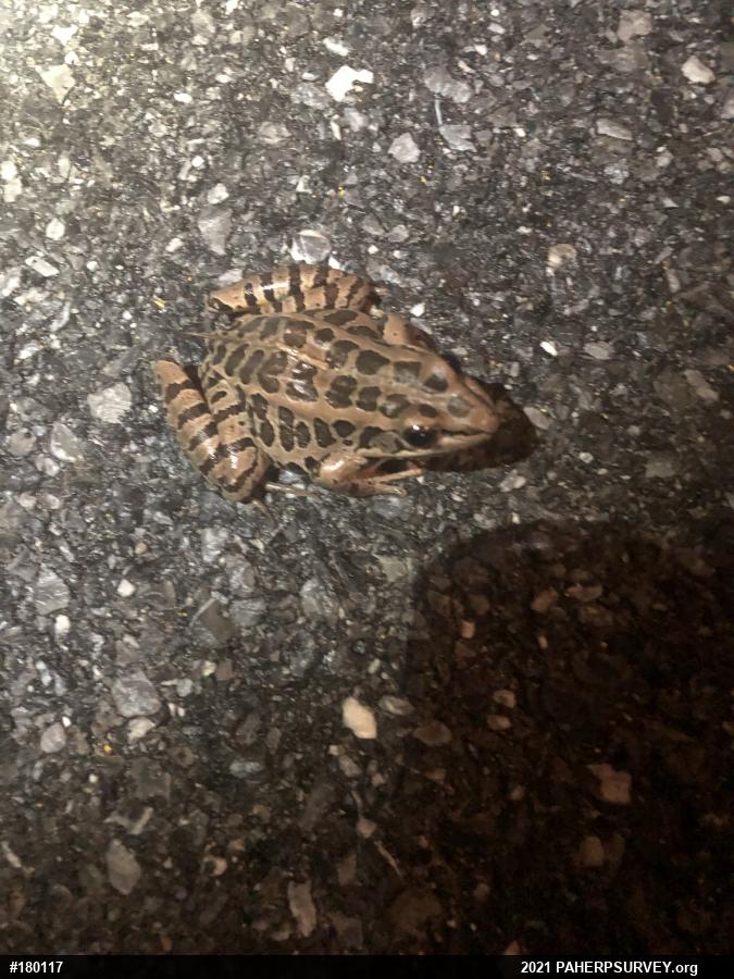 Pickerel Frog