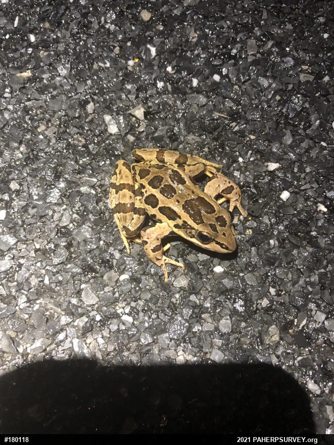 Pickerel Frog
