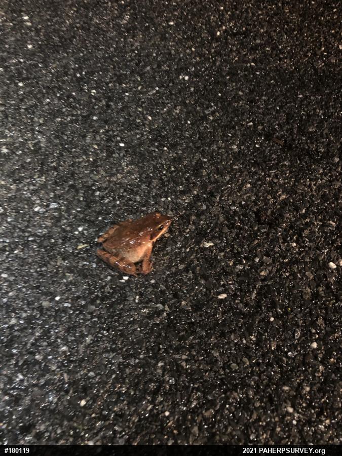Wood Frog