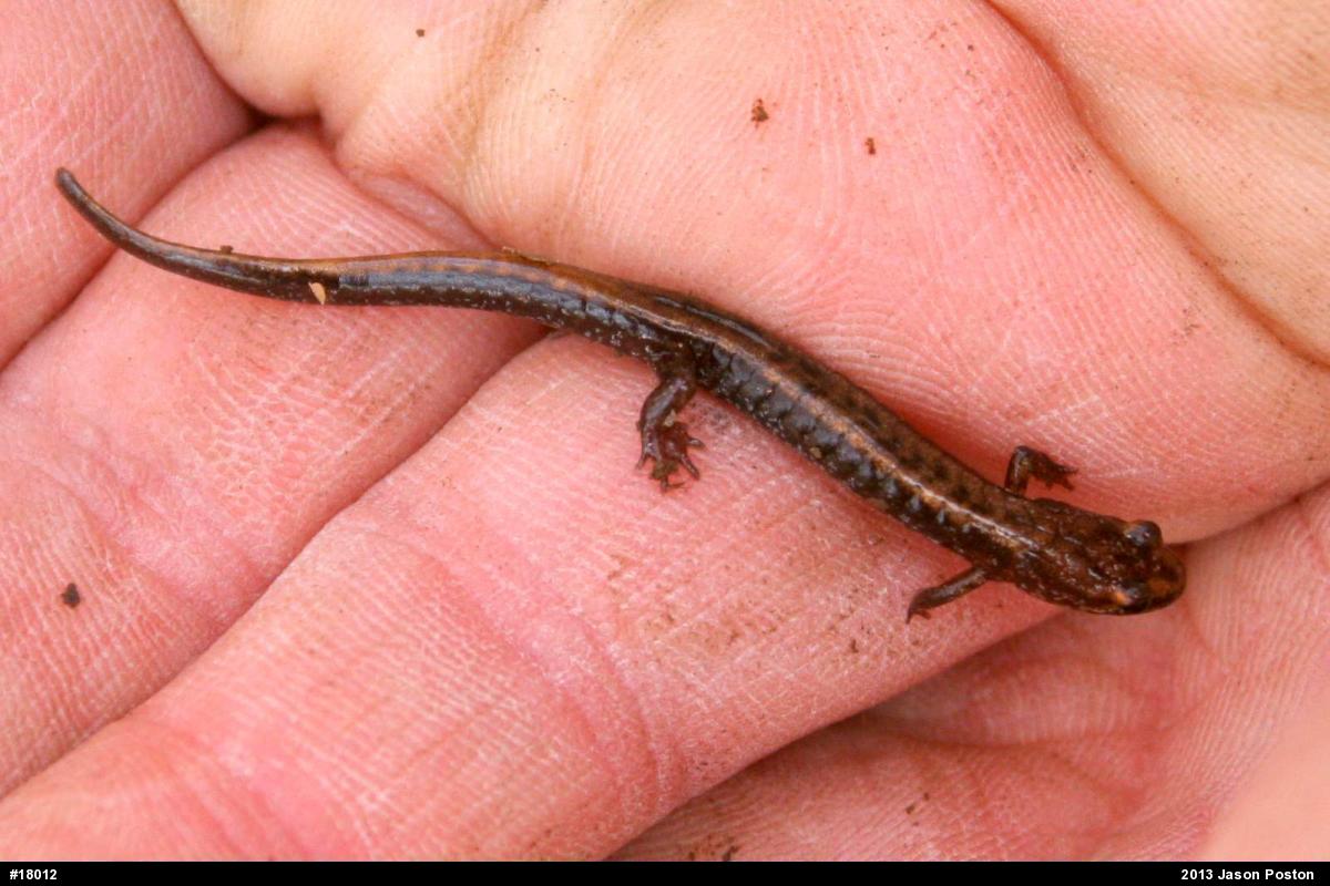 Allegheny Mountain Dusky Salamander