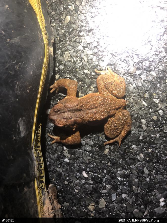 Eastern American Toad