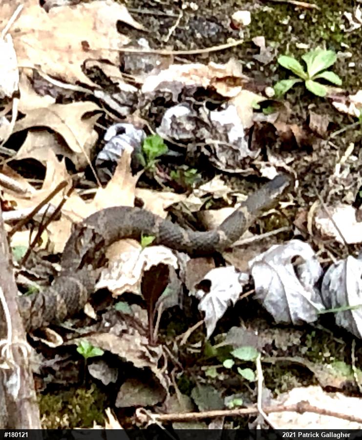Northern Watersnake