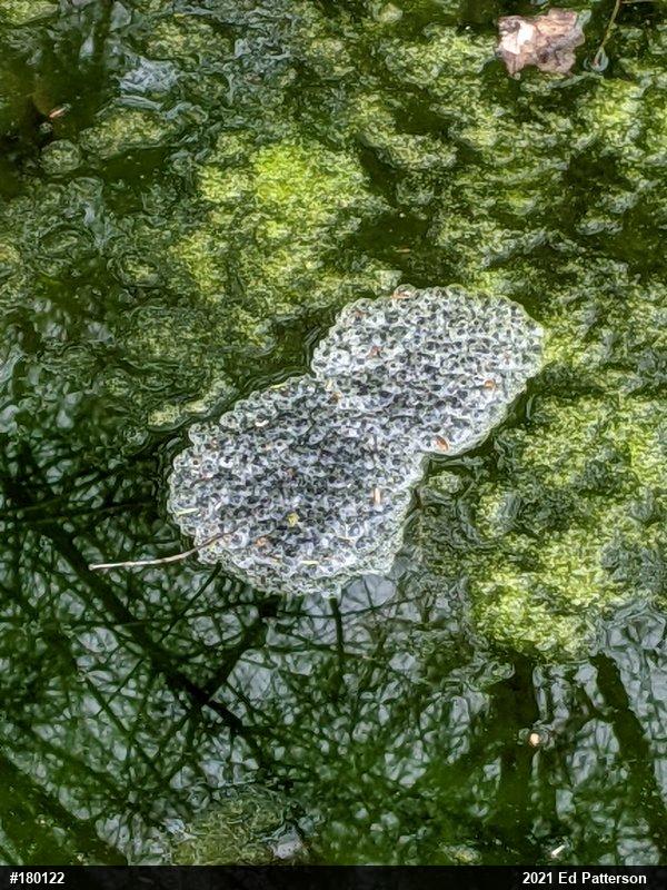 Wood Frog