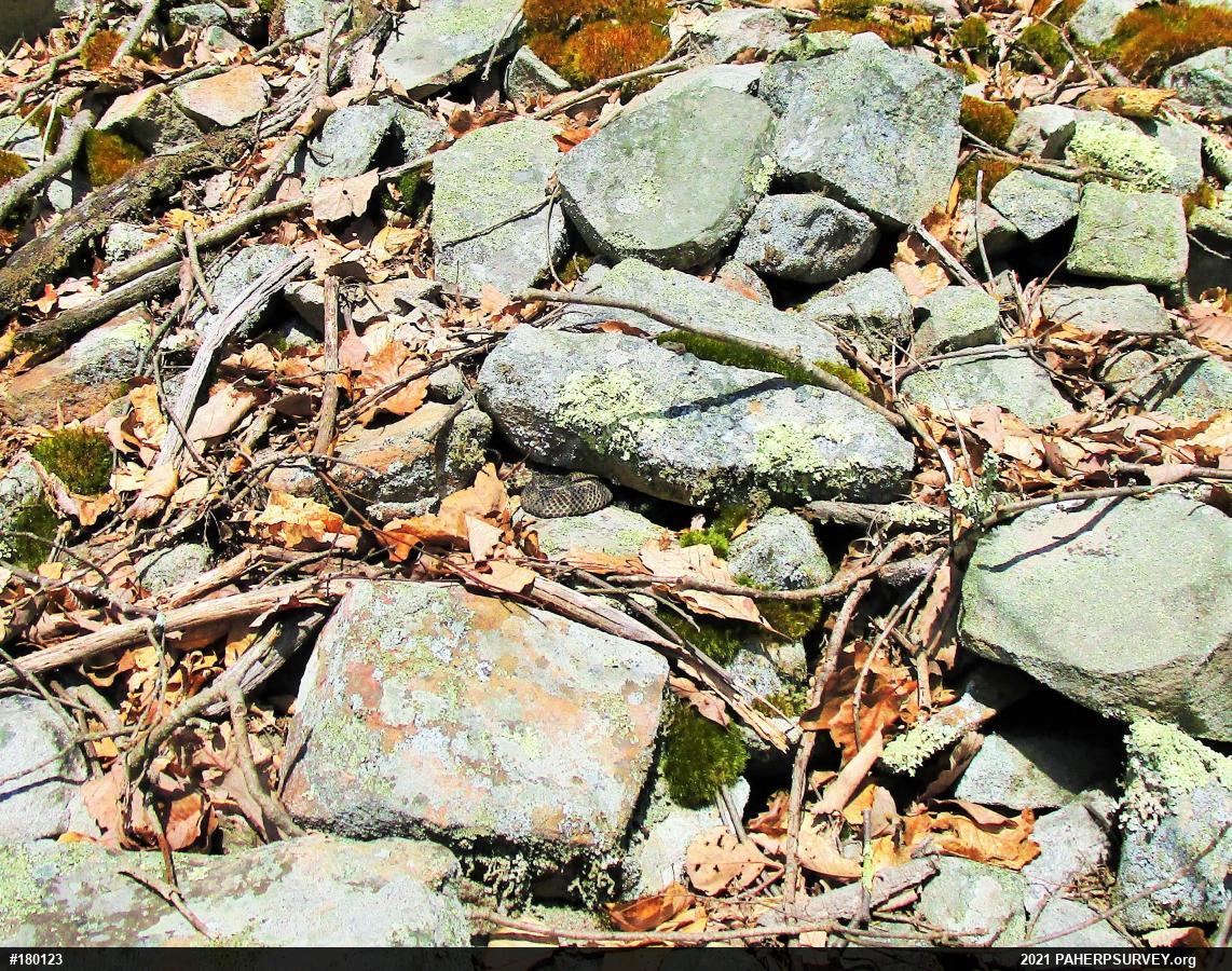 Timber Rattlesnake