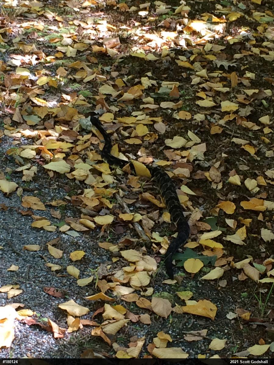 Timber Rattlesnake