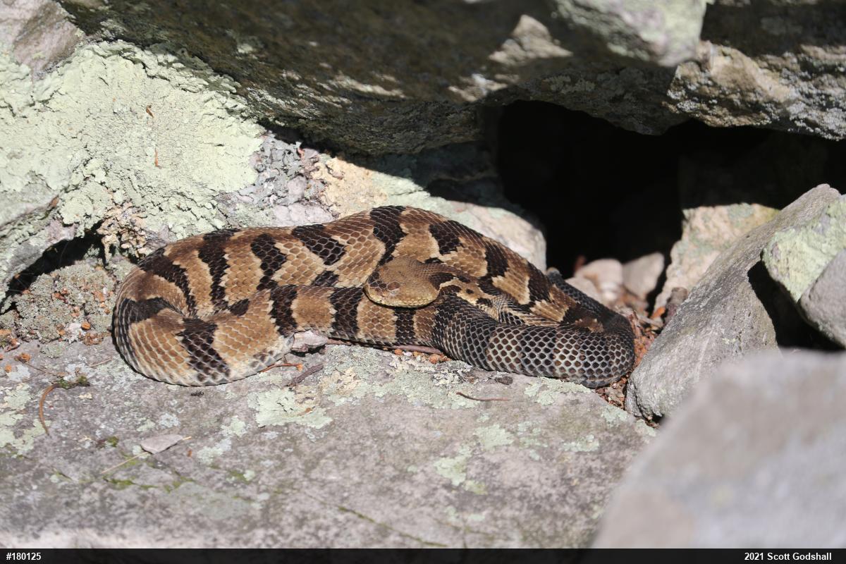 Timber Rattlesnake