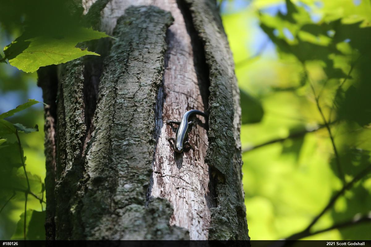 Common Five-lined Skink