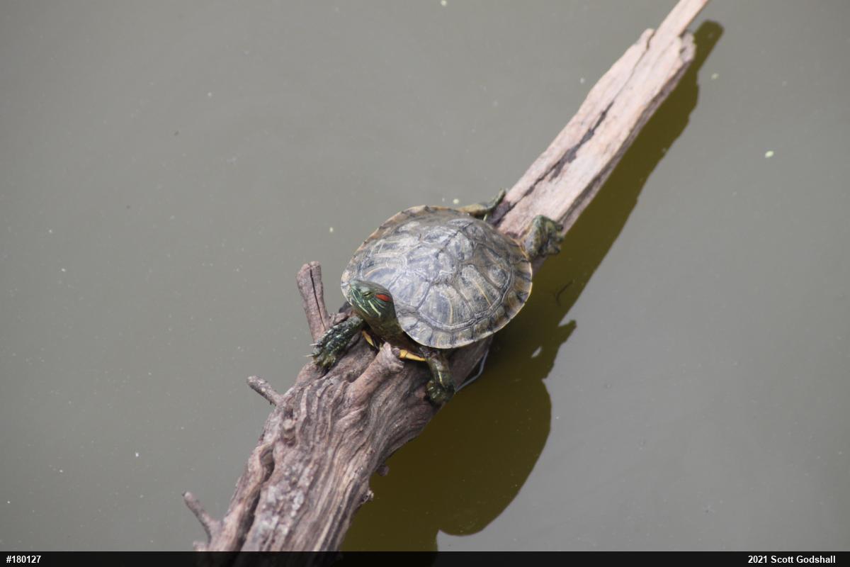 Red-eared Slider