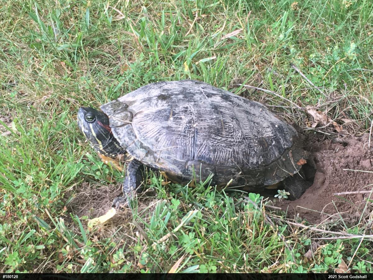 Red-eared Slider