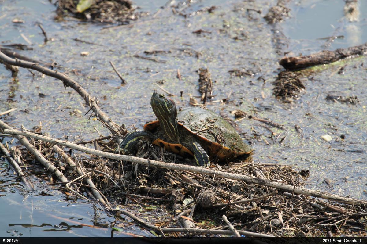 Red-eared Slider