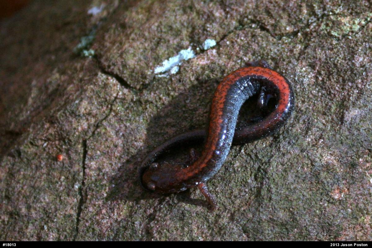 Eastern Red-backed  Salamander