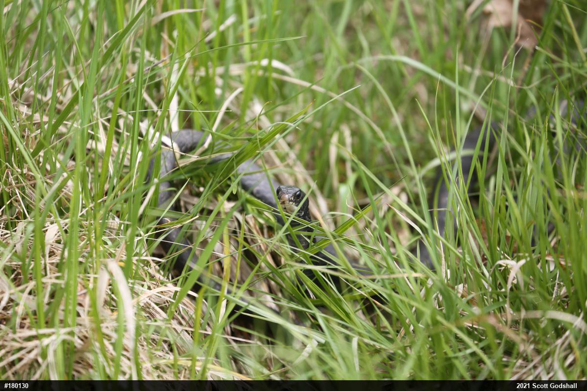 Northern Black Racer